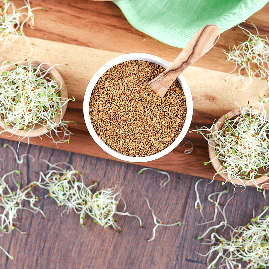 Bio Keimsaaten Alfalfa | Keimsprossen | aus Italien