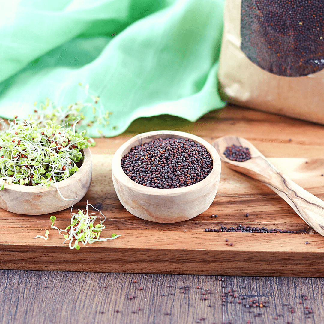 Bio Keimsaaten Brokkoli | Keimsprossen | aus Italien