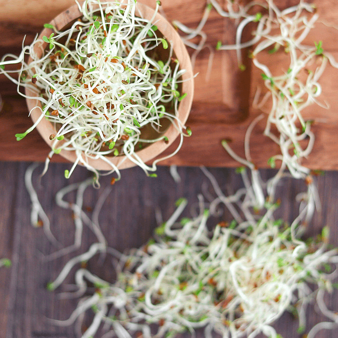 Bio Keimsaaten Alfalfa | Keimsprossen | aus Italien