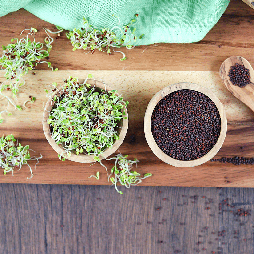 Bio Keimsaaten Brokkoli | Keimsprossen | aus Italien