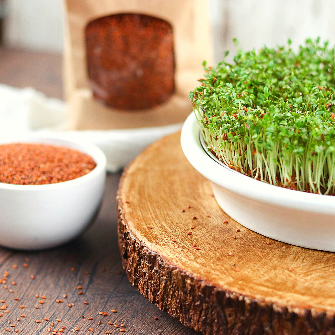 Bio Keimsaaten Kresse | Keimsprossen | aus Österreich