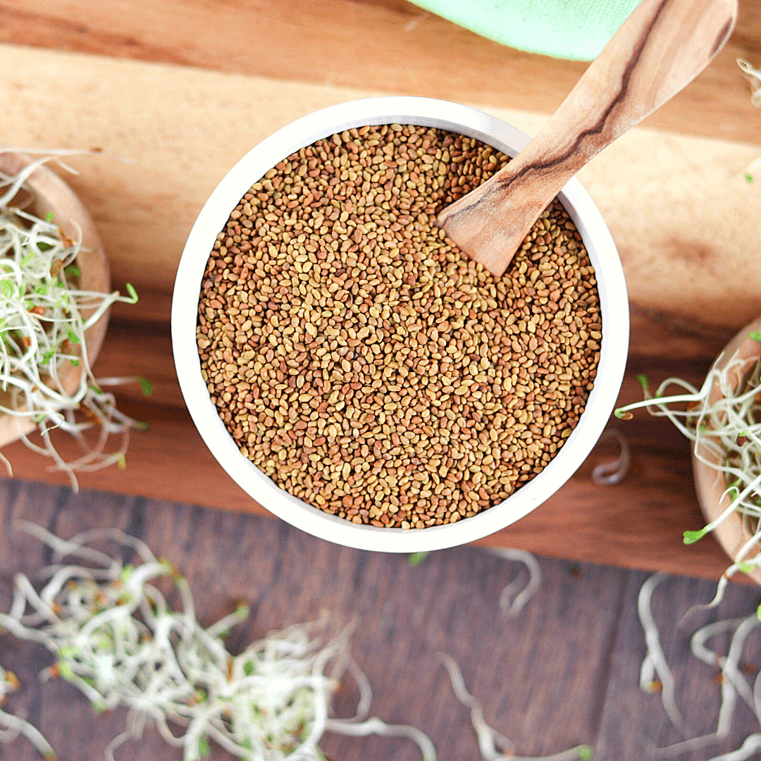 Bio Keimsaaten Alfalfa | Keimsprossen | aus Italien