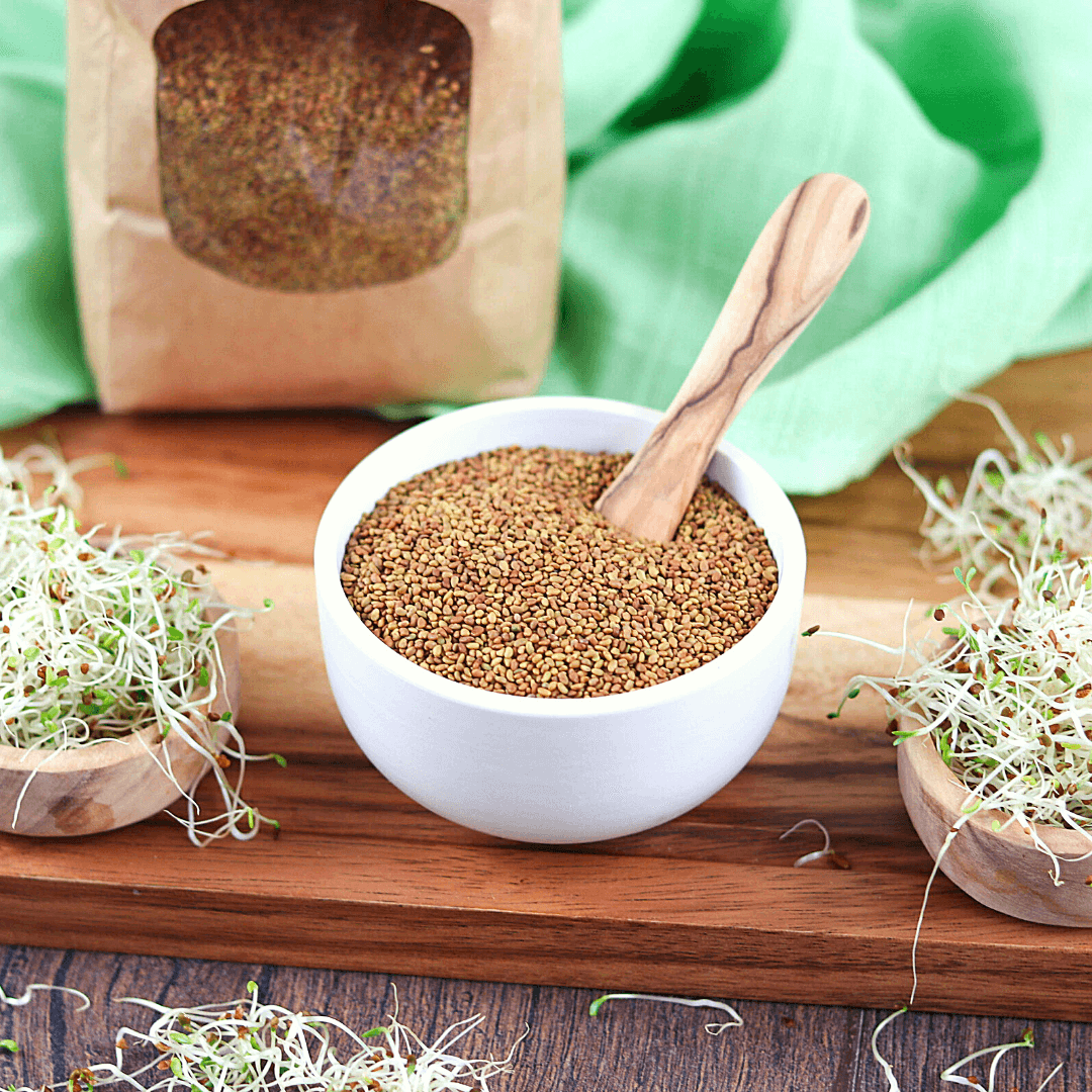 Bio Keimsaaten Alfalfa | Keimsprossen | aus Italien