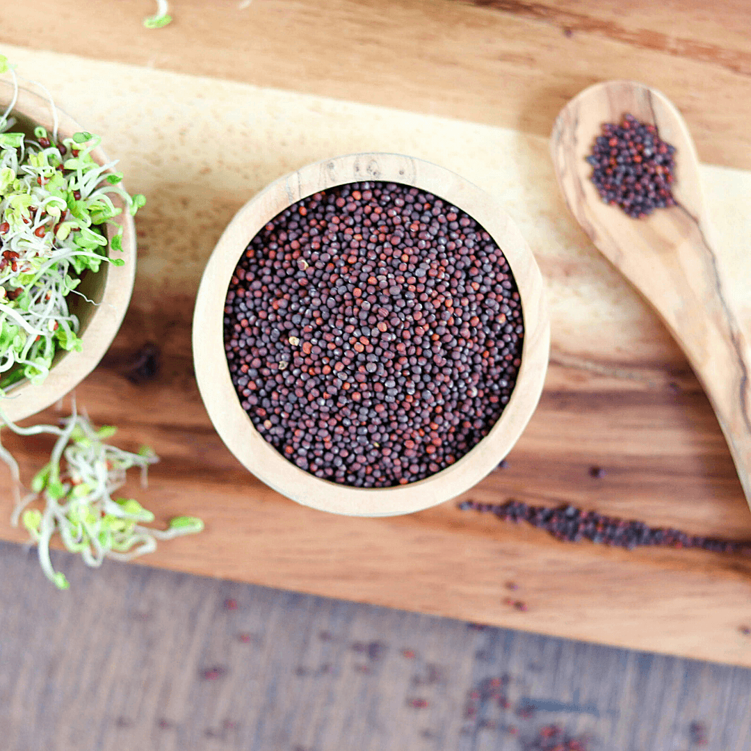 Bio Keimsaaten Brokkoli | Keimsprossen | aus Italien