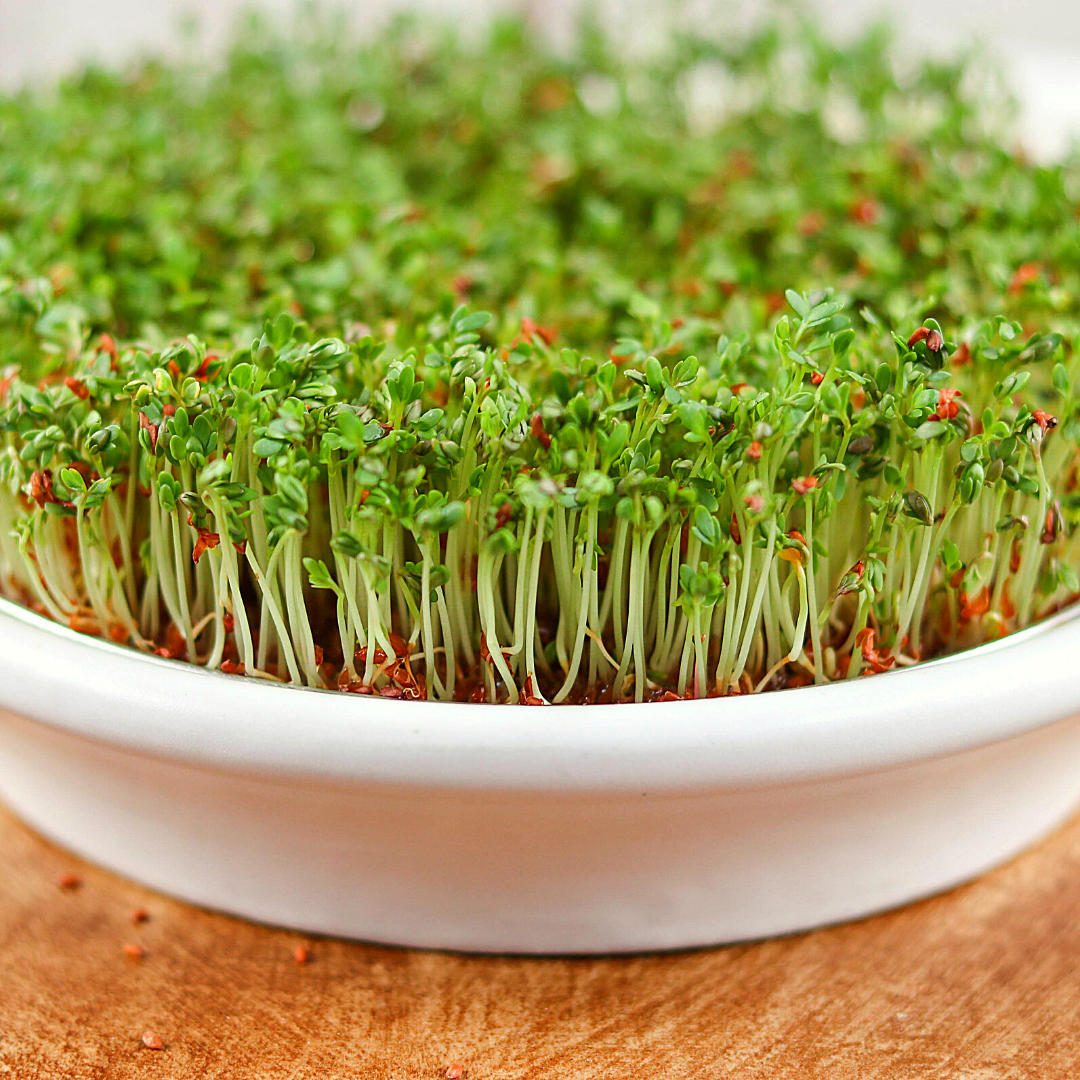 Bio Keimsaaten Kresse | Keimsprossen | aus Österreich