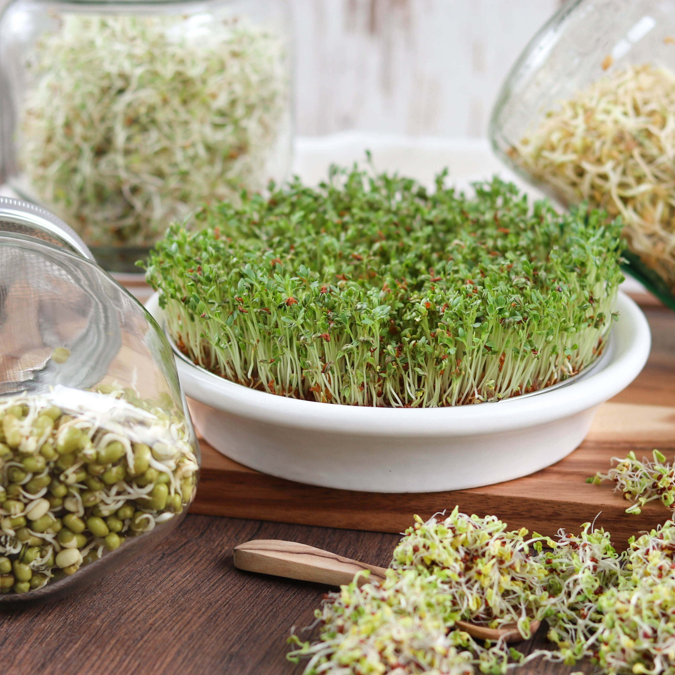 Bio Set: "Lass es keimen!" | 5 x Keimsaaten | 3,0 kg