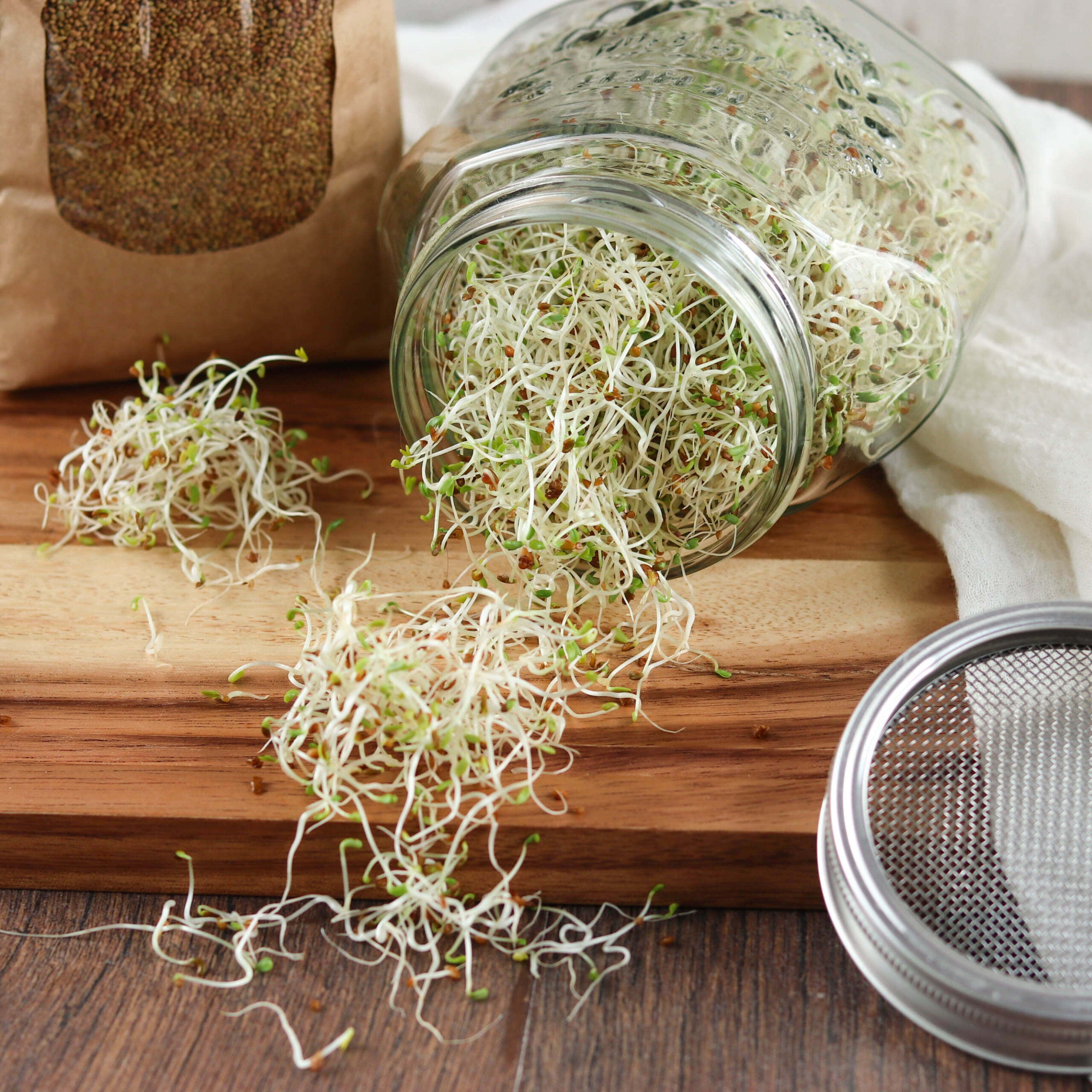 Bio Set: "Lass es keimen!" | 5 x Keimsaaten | 3,0 kg