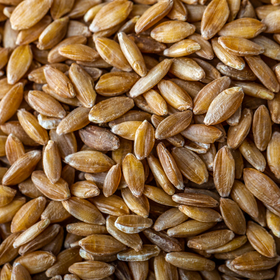 Bio Einkorn | Getreide
