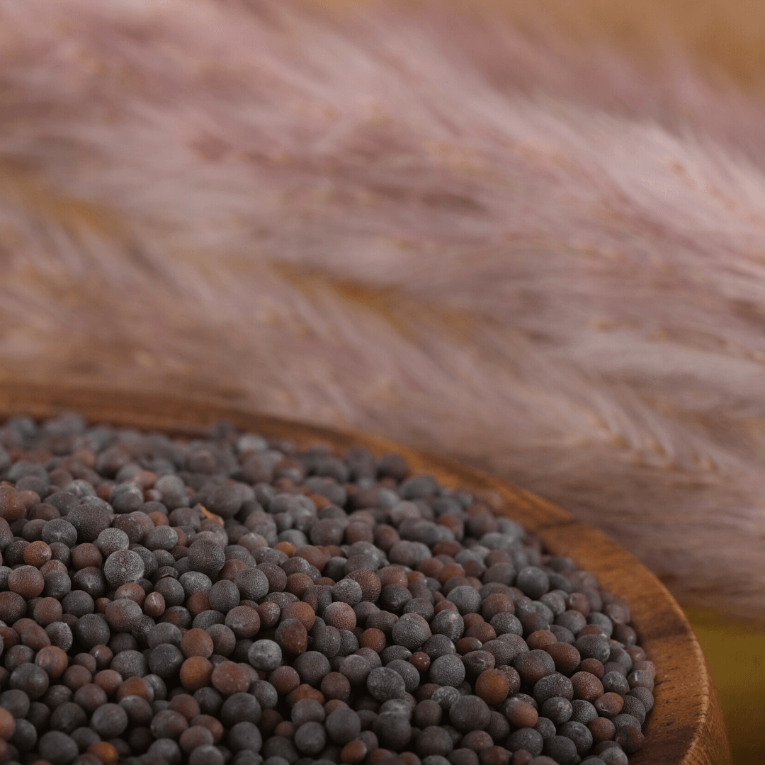 Bio Senfsamen | Senfsaat | braun